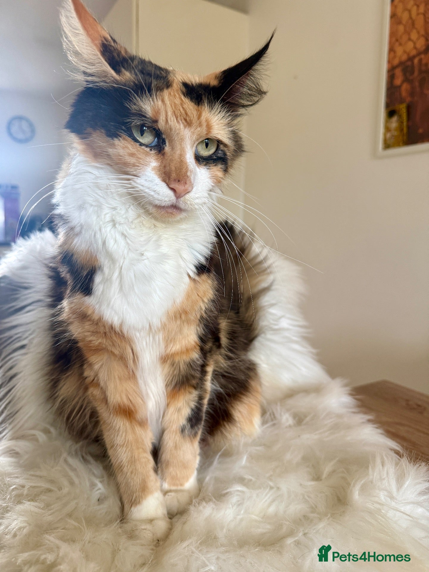 Maine Coon cats 🐾 Five Beautiful Maine Coon Cross Kittens - Advert 1