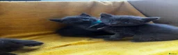 Mixed Breed cats for sale: Beautiful all grey Kittens  - Advert 5