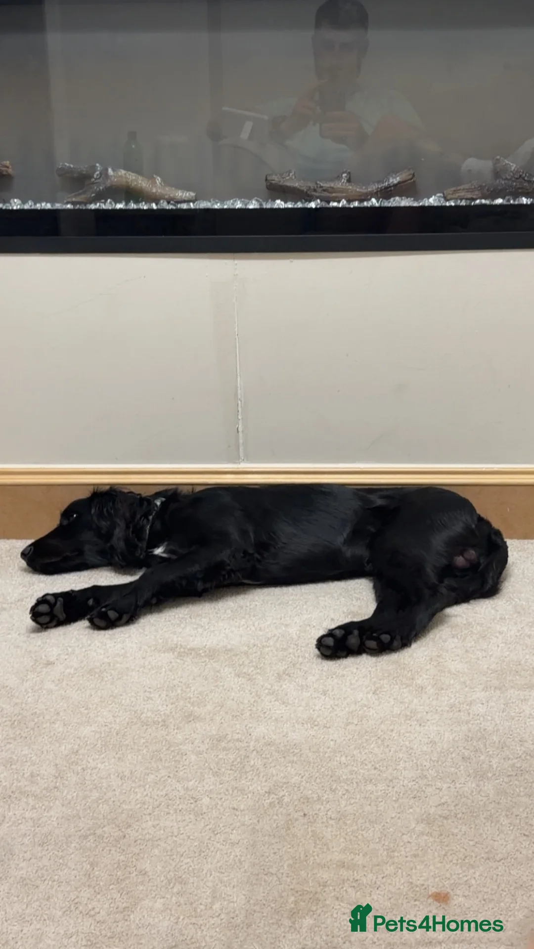 Sprocker dogs for sale: Sprocker spaniel  - Advert 14