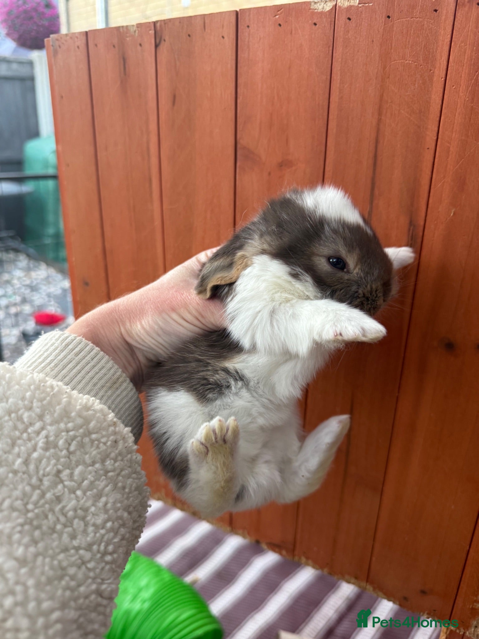 French Lop rabbits 2 Beautiful Pure French Lop Does Left ♥️ - Advert 2