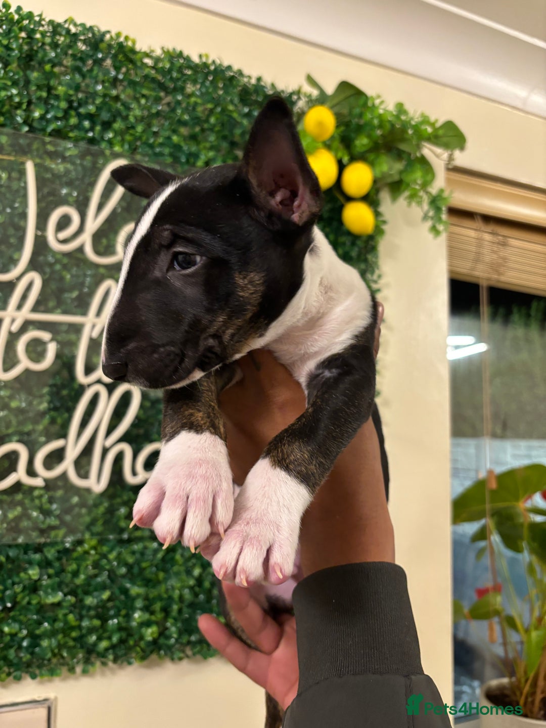 English Bull Terrier dogs for sale: Champion line bull terriers  - Image 27