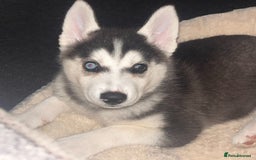 Siberian Husky dogs for sale: Young female Siberian husky needs new 🏡  - Image 3