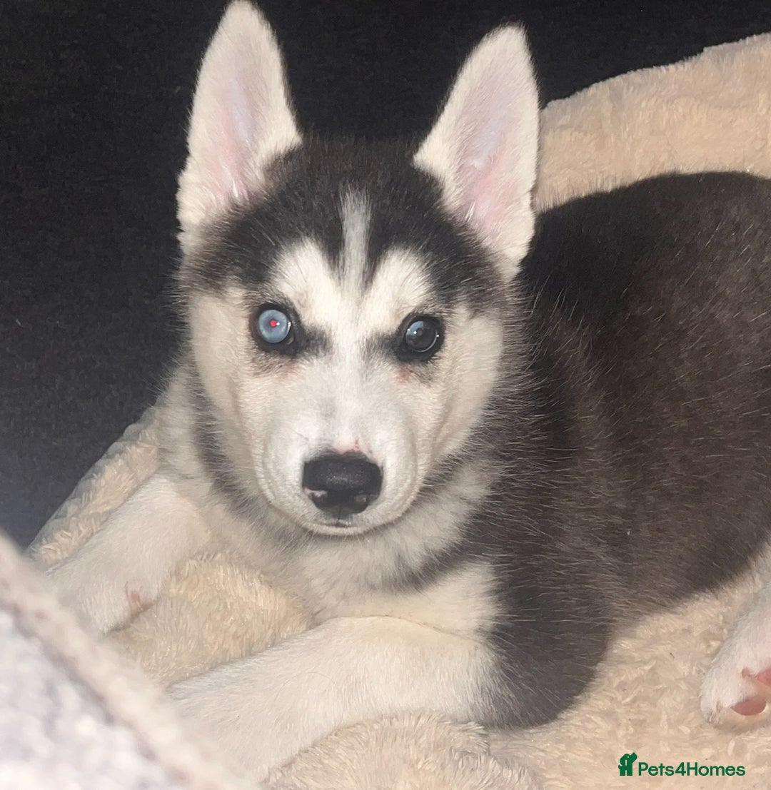 Siberian Husky dogs for sale: Young female Siberian husky needs new 🏡  - Image 3