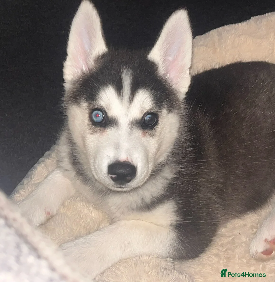 Siberian Husky dogs for sale: Young female Siberian husky needs new 🏡  in Nottingham - Advert 6