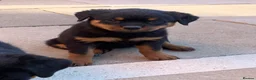 Rottweiler dogs for sale: AMAZING PEDIGREE REGISTERED ROTTWEILER PUPPIES - Advert 7