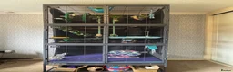 Sugar Glider rodents for sale: 6 sugar gliders with all set up in Amersham - Advert 2