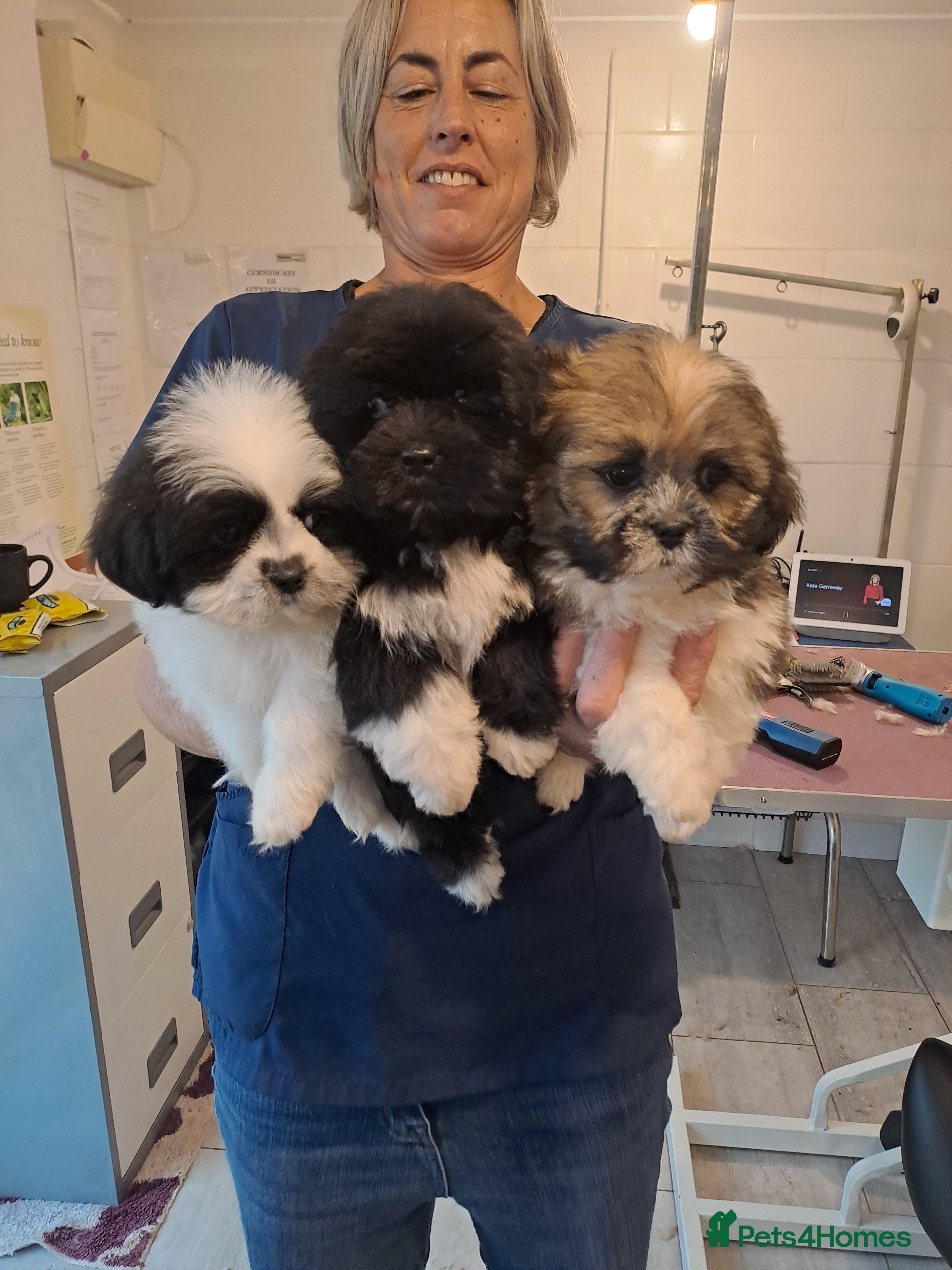 Lhasa Apso dogs Lhasa Apso Puppies - Advert 2