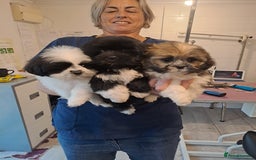 Lhasa Apso dogs for sale: Lhasa Apso Puppies - Advert 2