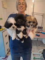 Lhasa Apso dogs Lhasa Apso Puppies - Advert 4