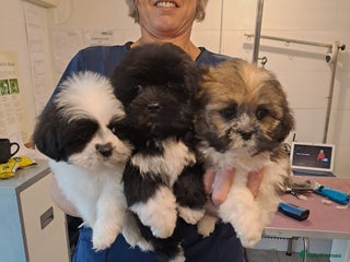 Lhasa Apso dogs Lhasa Apso Puppies - Advert 3