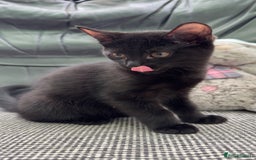 Mixed Breed cats for sale: Beautiful kittens!!!!! READY NOW!!! - Image 13