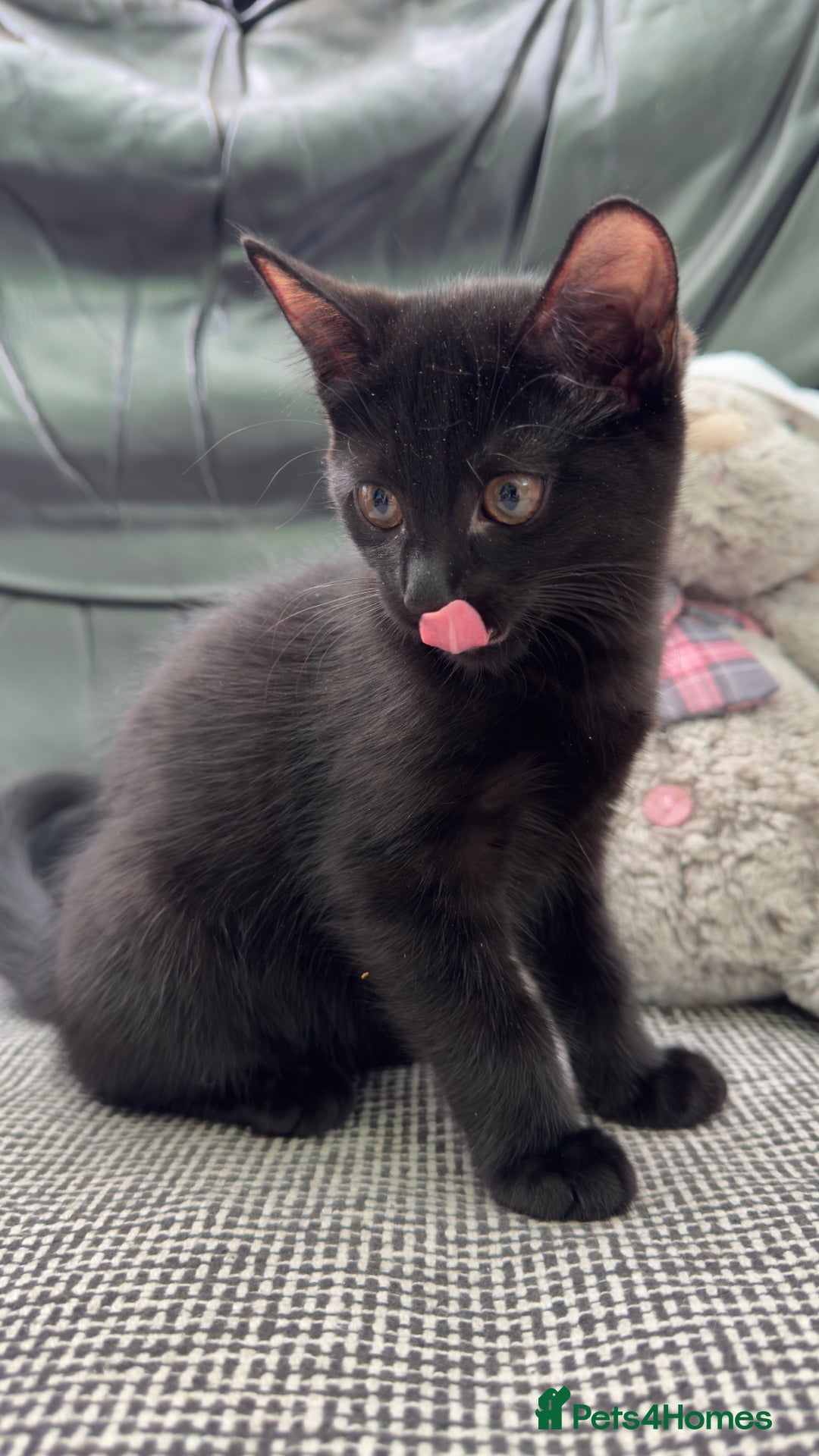 Mixed Breed cats for sale: Beautiful kittens!!!!! READY NOW!!! - Image 13