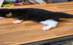 Maine Coon cats for sale: Maine coon kittens - Image 7
