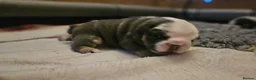 English Bulldog dogs for sale: Stunning English Bulldog Puppies in Stockport - Advert 6