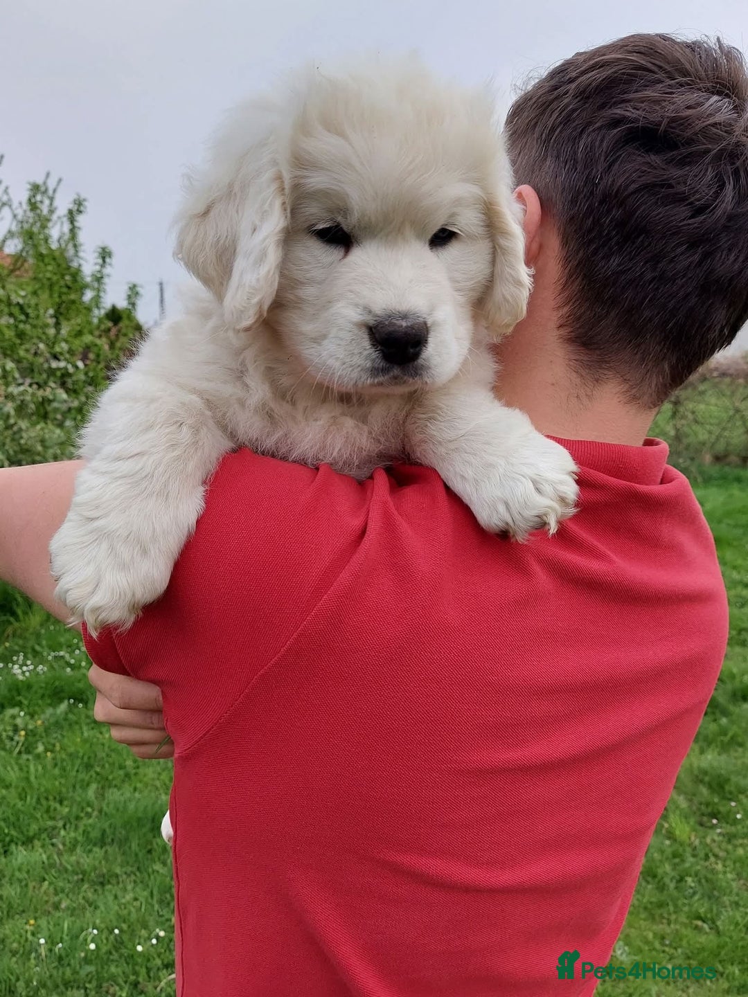 Golden Retriever dogs for sale: STUNNING GOLDEN RETRIEVER PUPPIES - Image 10