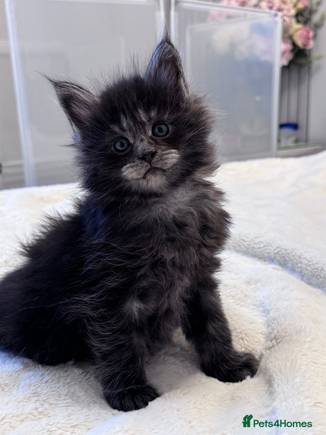 Maine Coon cats for sale: 🌟🌟Beautiful  Maine Coon kittens 🌟🌟🌟 - Advert 28