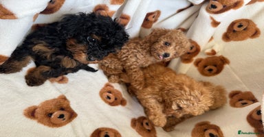 Toy Poodle dogs - Advert 4