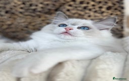 Ragdoll cats for sale: Beautiful Ragdoll girls - ready to reserve now! - Image 10