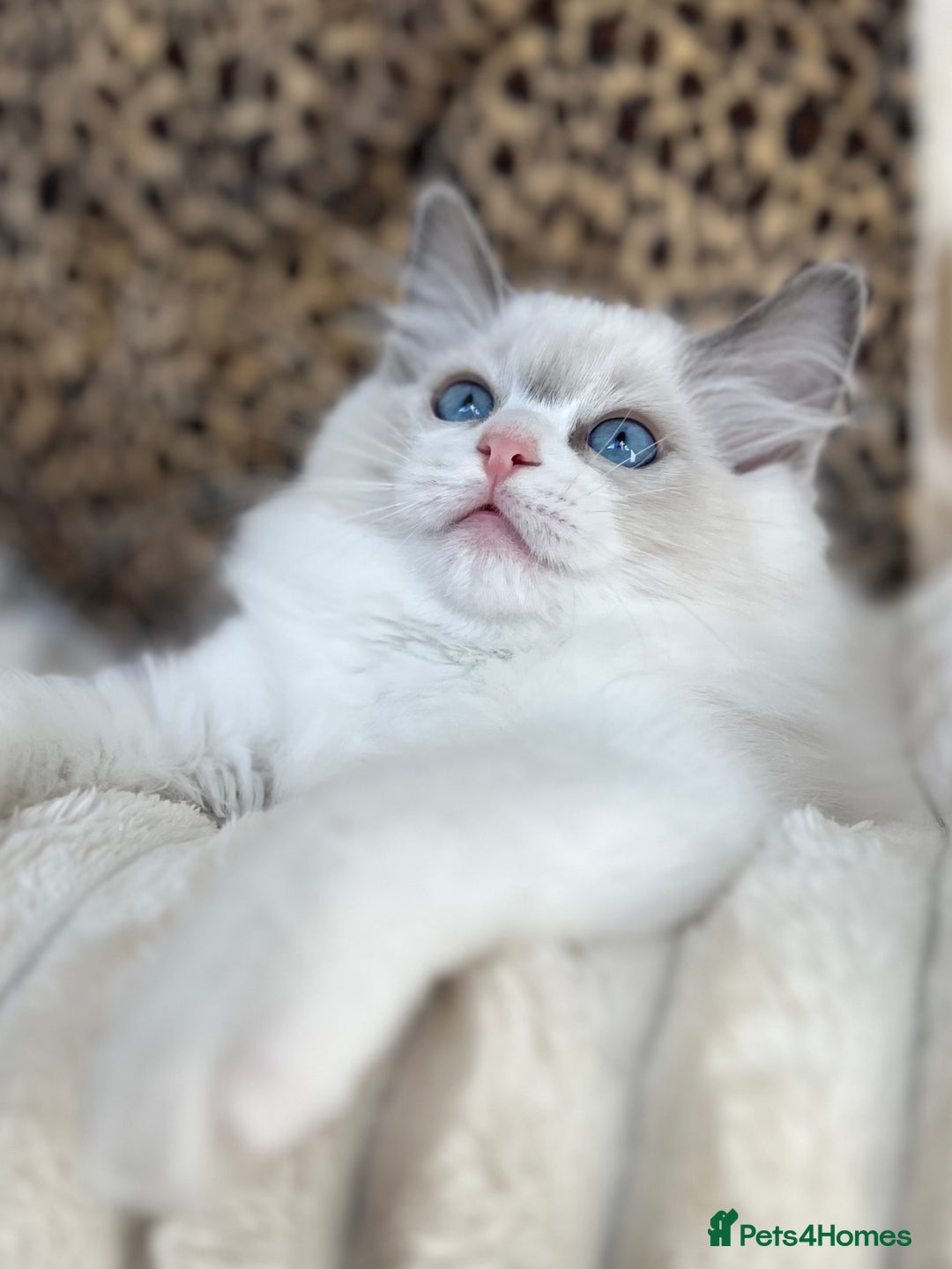 Ragdoll cats for sale: Beautiful Ragdoll girls - ready to reserve now! - Image 10