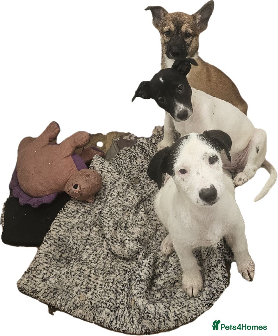 Mexican Hairless dogs Kc registered Females - Advert 1