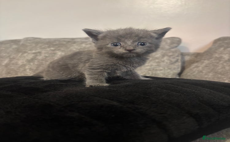 British Shorthair cats - Advert 4