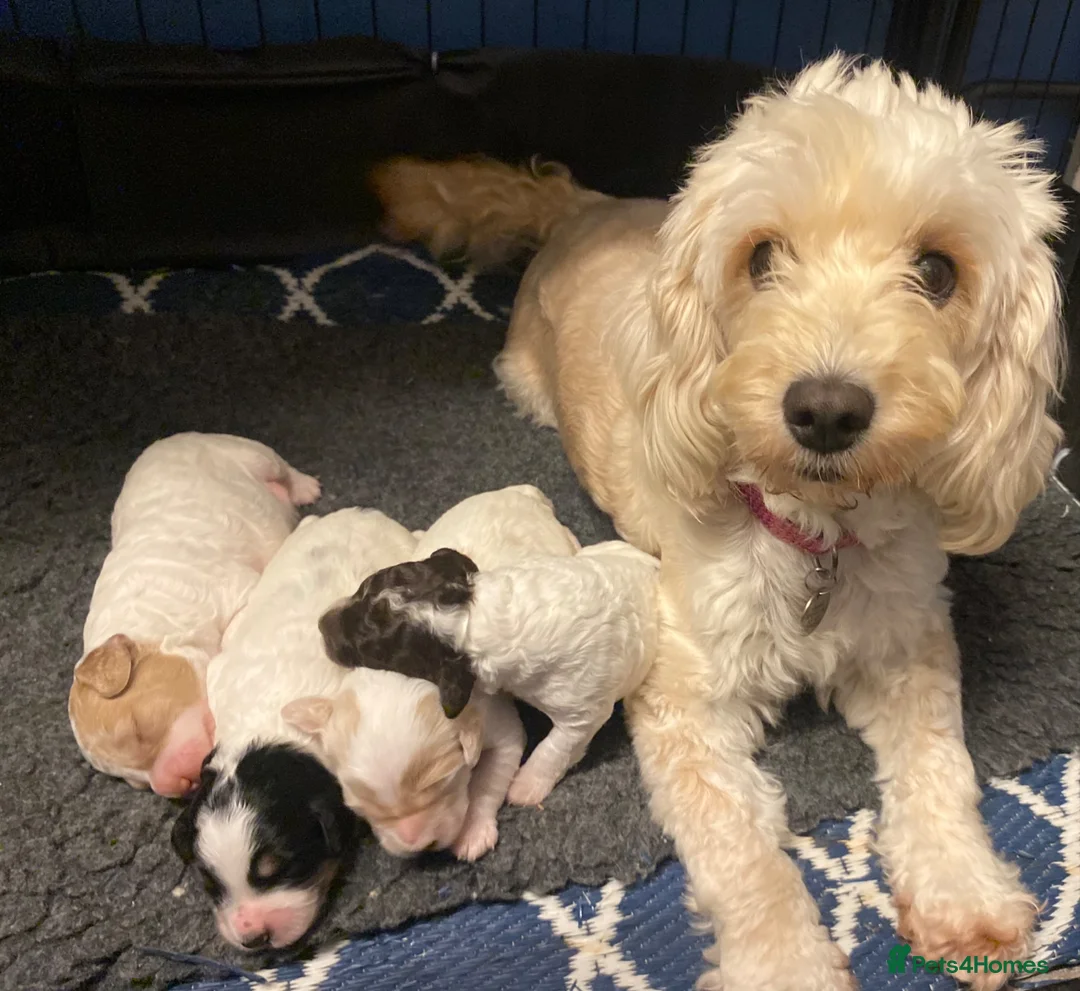 Cockapoo dogs for sale: Cockapoo F1B  - Advert 2