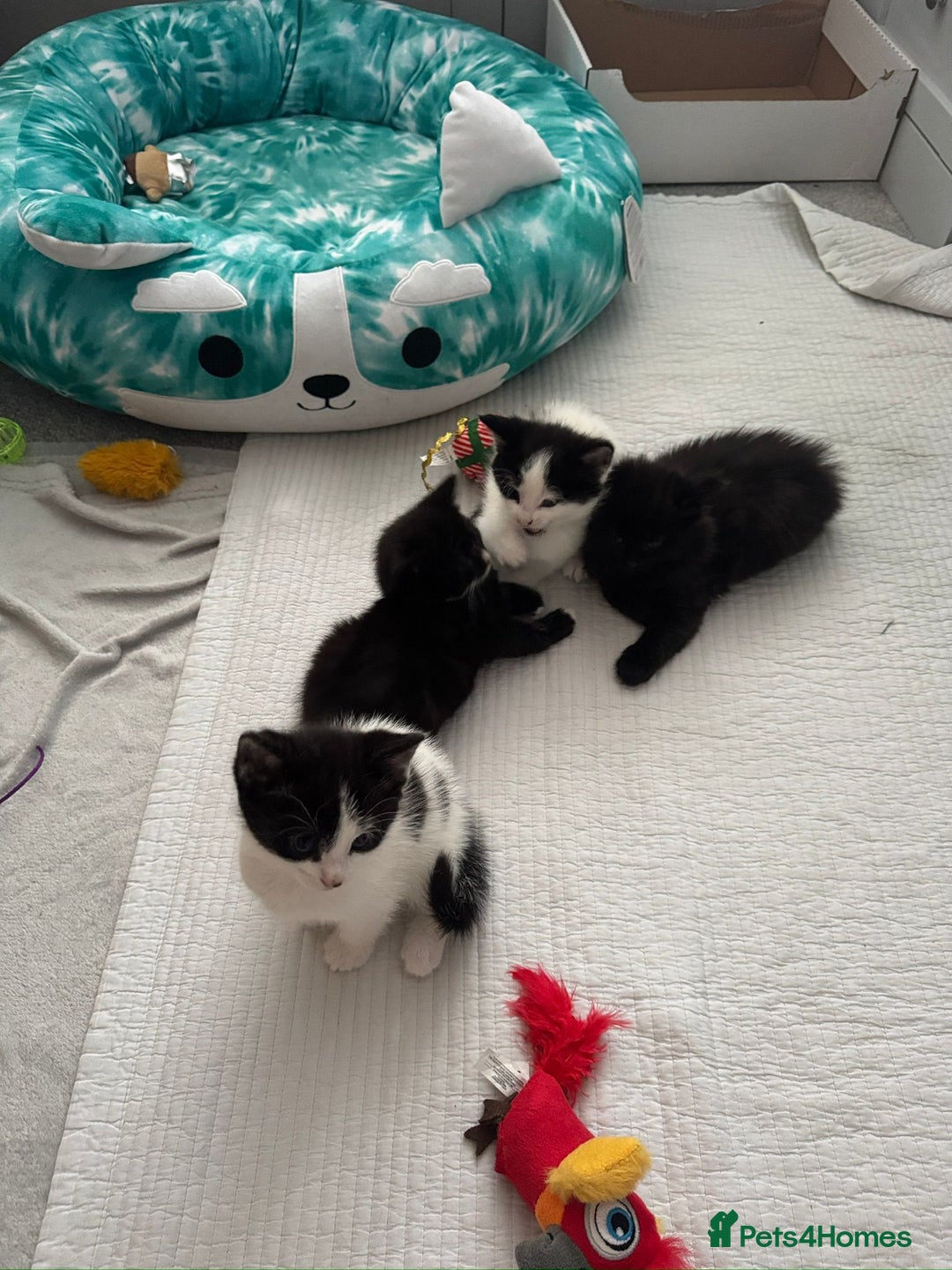 Domestic Shorthair cats for sale: 5 Playful Tuxedo & Black Kittens – Ready Now - Image 19