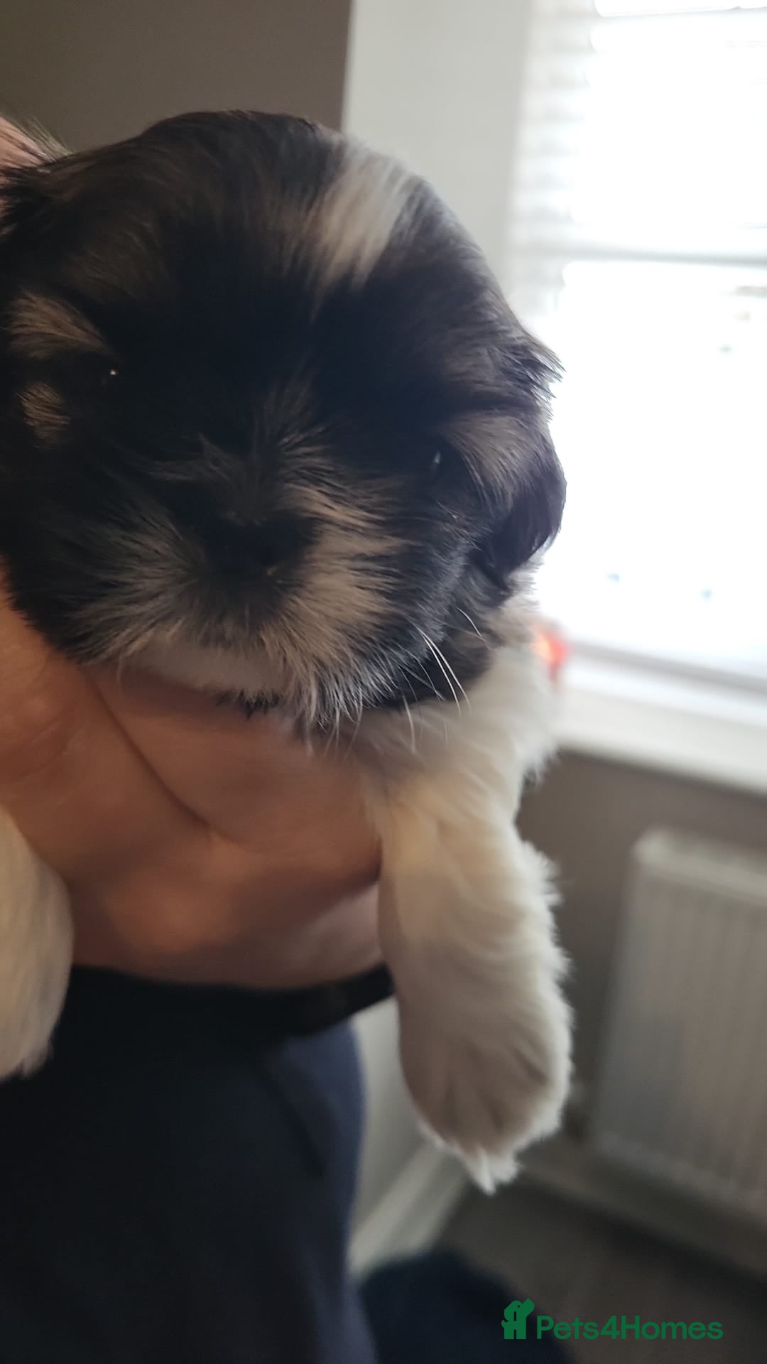 Shih Tzu dogs for sale: Beautiful shihtzu puppies  - Advert 12