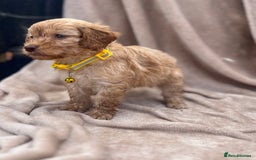 Cockapoo dogs for sale: Beautiful cockerpoo puppies F1  - Image 9