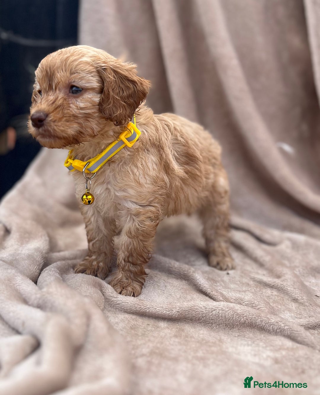 Cockapoo dogs for sale: Beautiful cockerpoo puppies F1  - Image 9