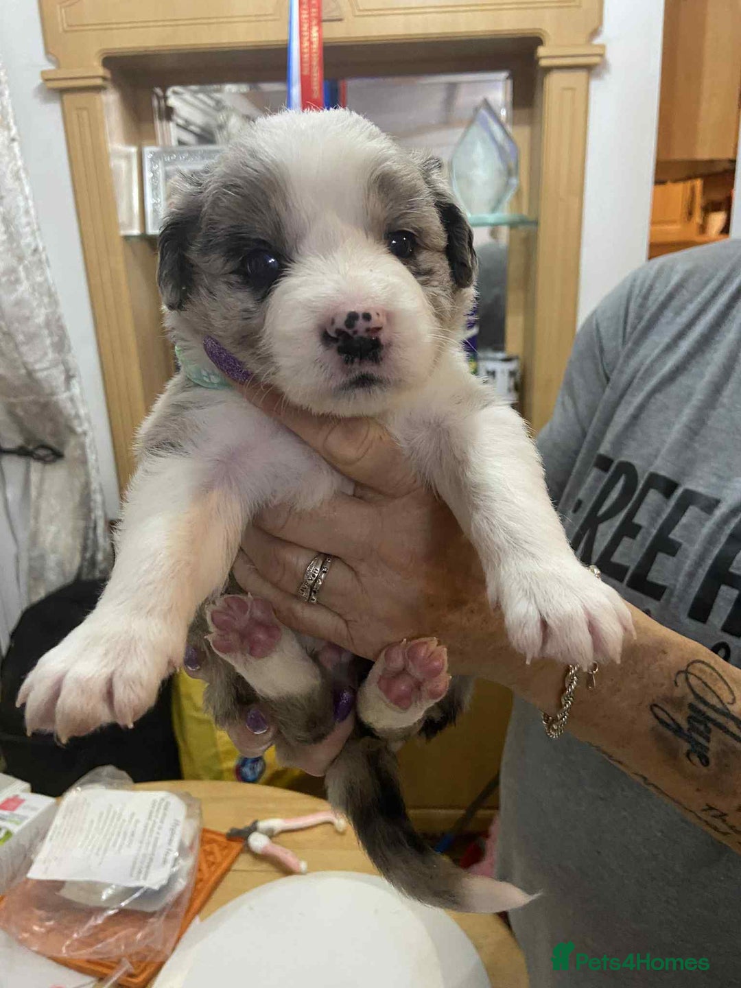 Border Collie dogs for sale: Border collie Traditional  long haired - Advert 5