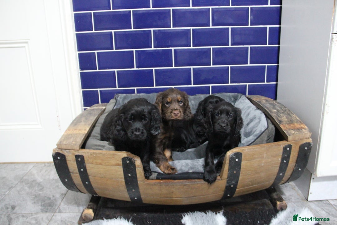 Cocker Spaniel dogs for sale: Gorgeous KC Reg Cocker Spaniels for Forever Homes - Advert 35