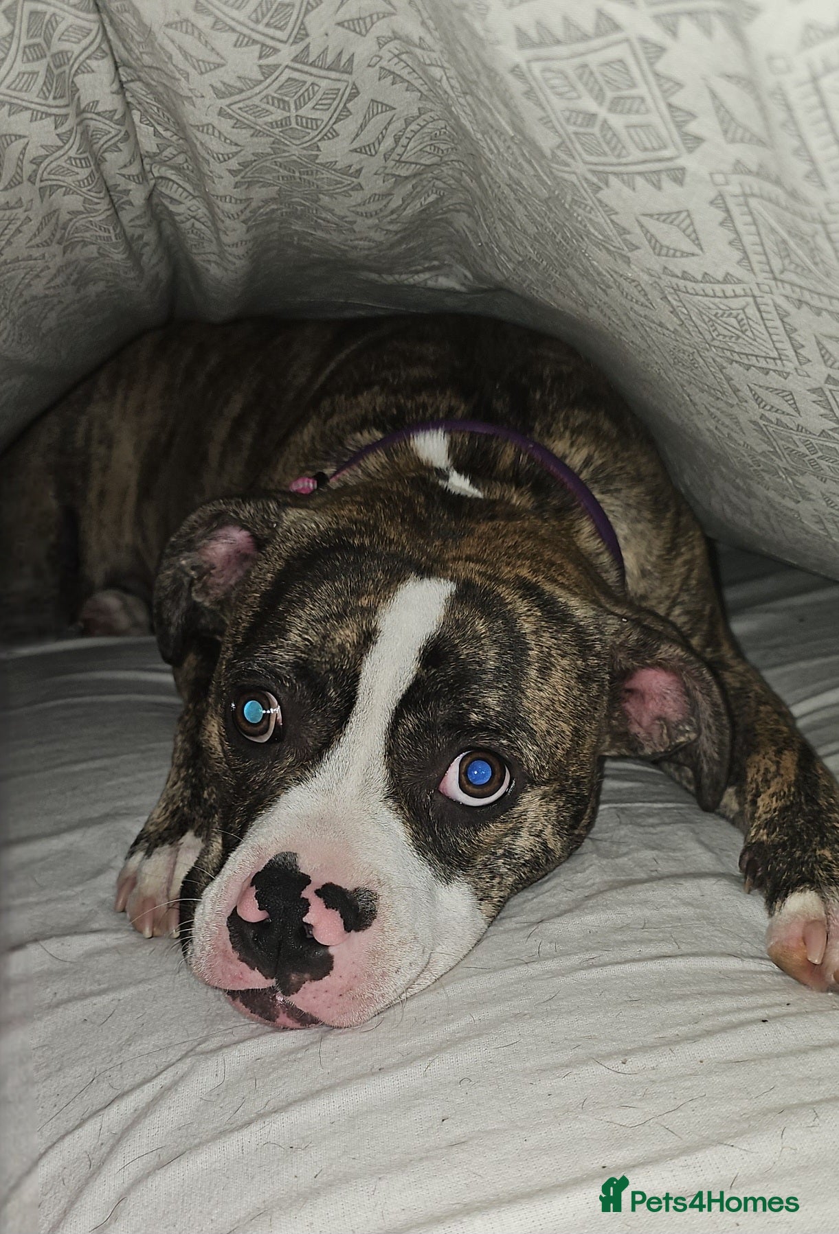 Mixed Breed dogs Female American bully cross pocket - Advert 1