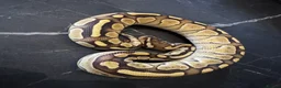 Python Snake reptiles for sale: Ball python hatchlings  - Advert 2