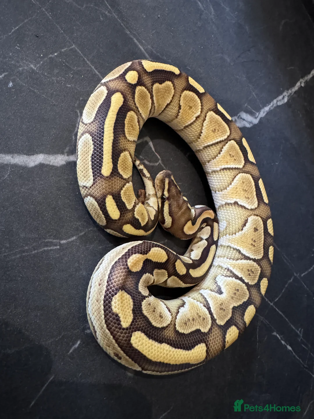 Python Snake reptiles for sale: Ball python hatchlings  - Advert 2