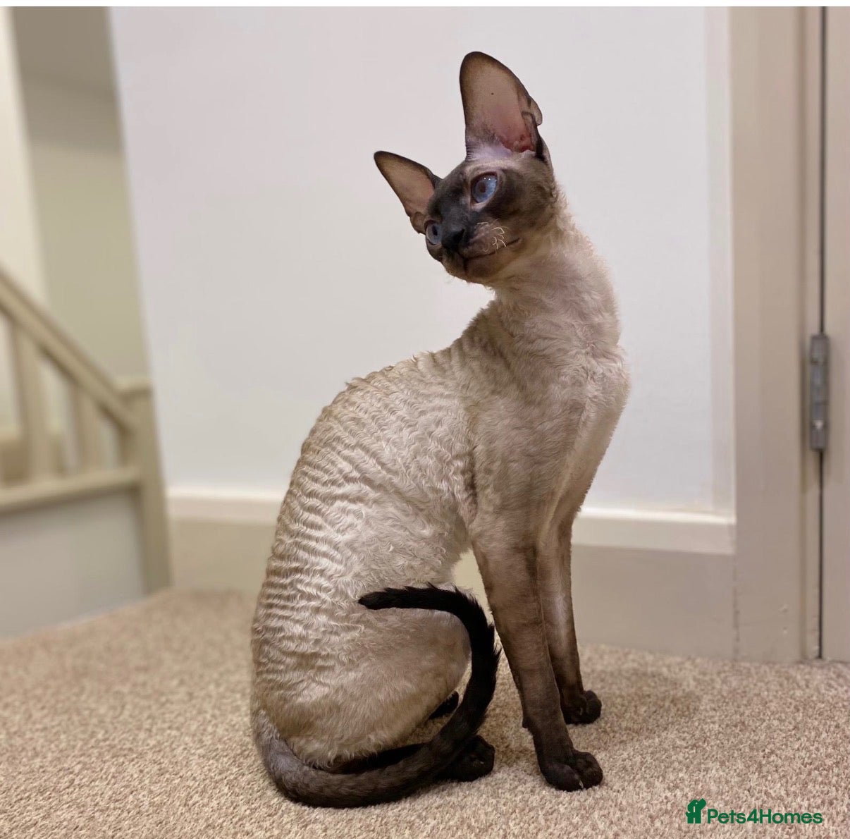 Cornish Rex cats Stunning male Cornish Rex.  - Advert 1