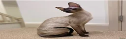 Cornish Rex cats for sale: Stunning male Cornish Rex.  - Advert 1