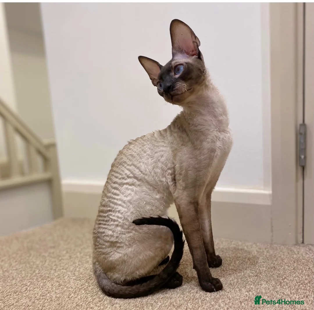 Cornish Rex cats for sale: Stunning male Cornish Rex.  - Advert 1