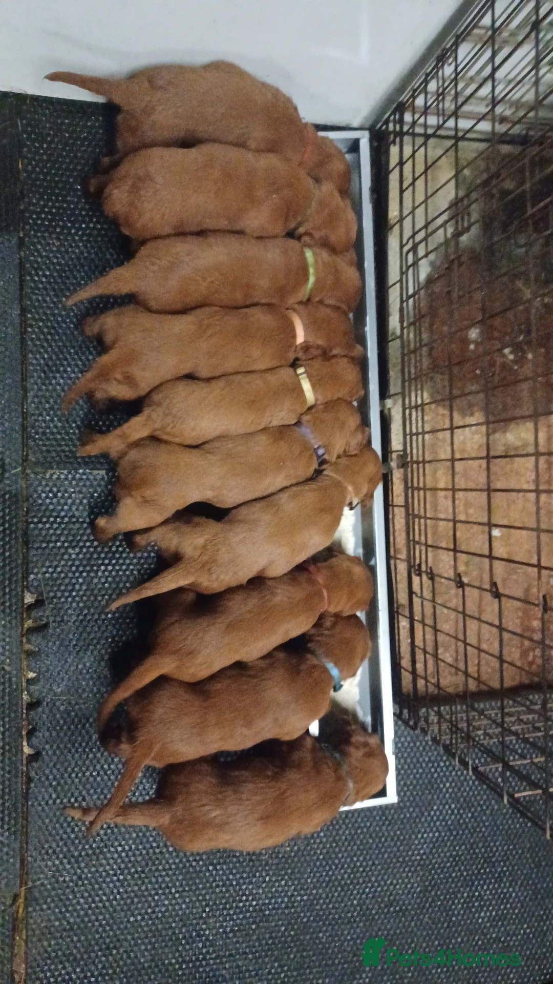 Irish Setter dogs for sale: Irish setter pup's KC registered  - Advert 3