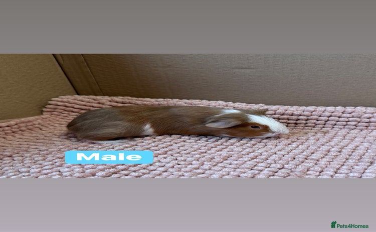 Guinea Pig rodents Young Guinea pigs  - Advert 14