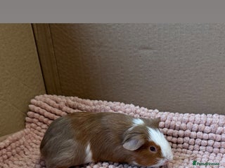 Guinea Pig rodents Young Guinea pigs - Advert 12