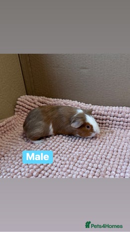 Guinea Pig rodents Young Guinea pigs - Advert 14