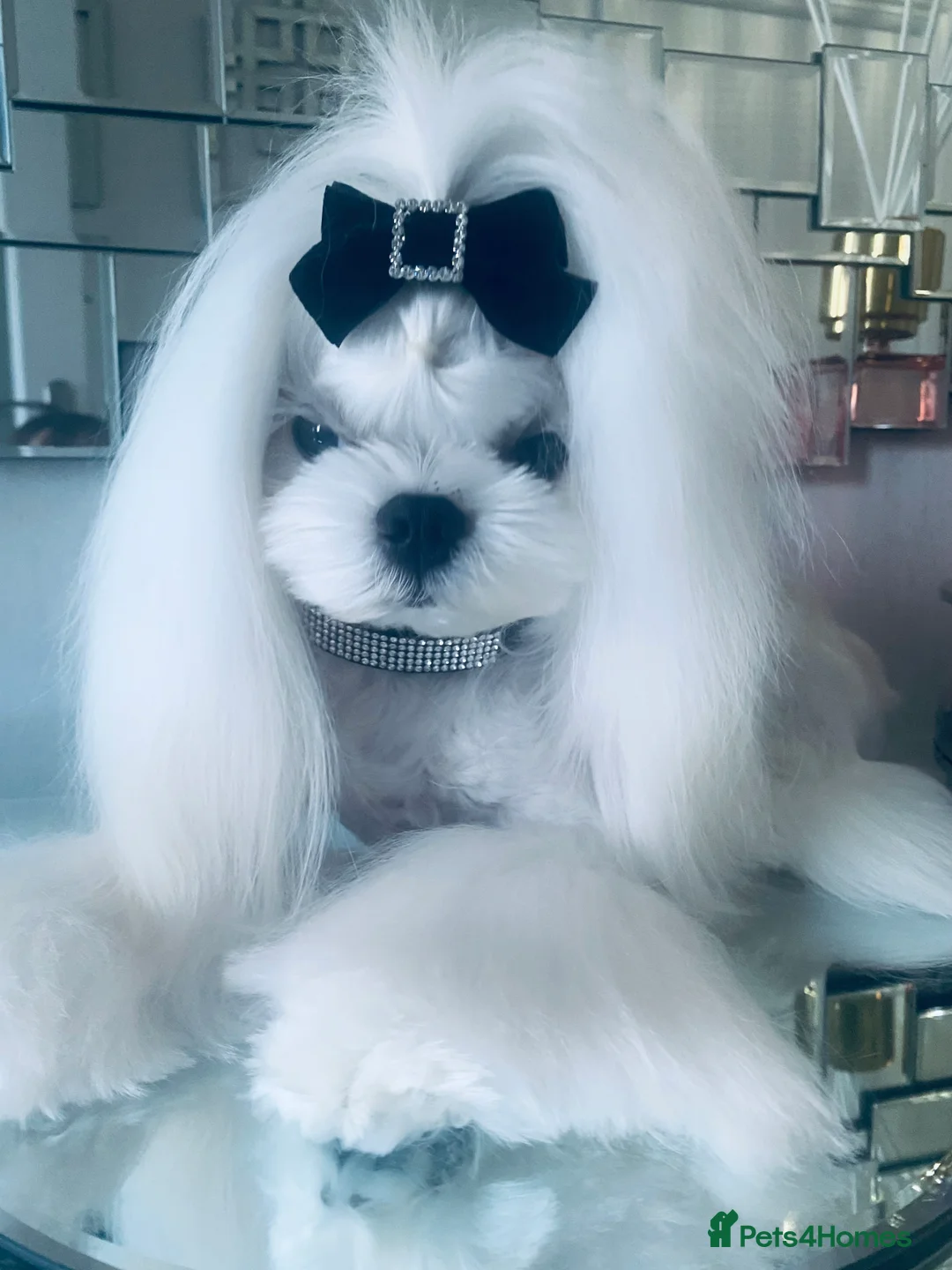 Maltese dogs for stud: 🤎DNA health tested Tiny Korean Maltese boy 🤎 - Advert 1