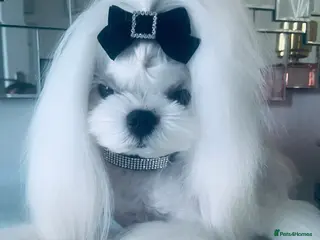 Maltese dogs 🤎DNA health tested Tiny Korean Maltese boy 🤎 - Advert 1