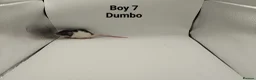 Rat rodents for sale: April Rats! (7 Boys & 5 Girls Left) - Advert 8