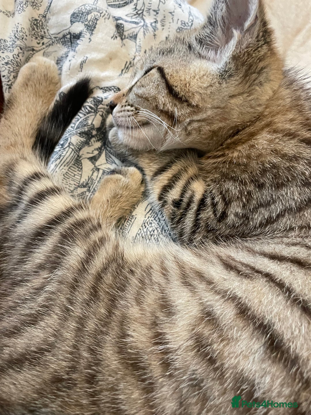 Domestic Shorthair cats for sale:  Tabby Kitten Female - Image 4