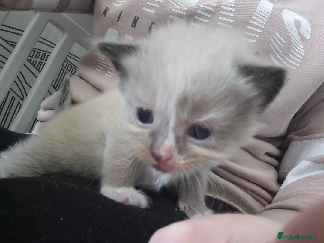 British Shorthair cats for sale: Mittens kittens - Image 3