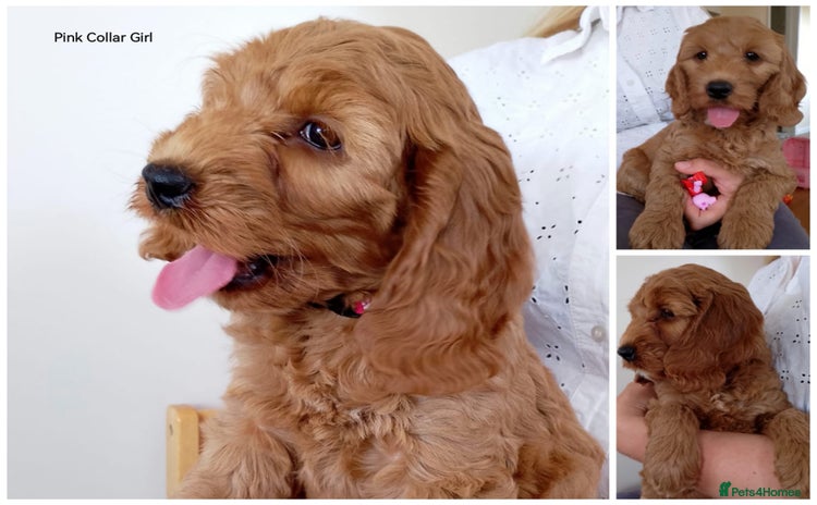 Cockapoo dogs - Advert 4