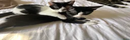 Domestic Shorthair cats for sale: 4 Beautiful Kittens Ready for their Forever Homes - Advert 9