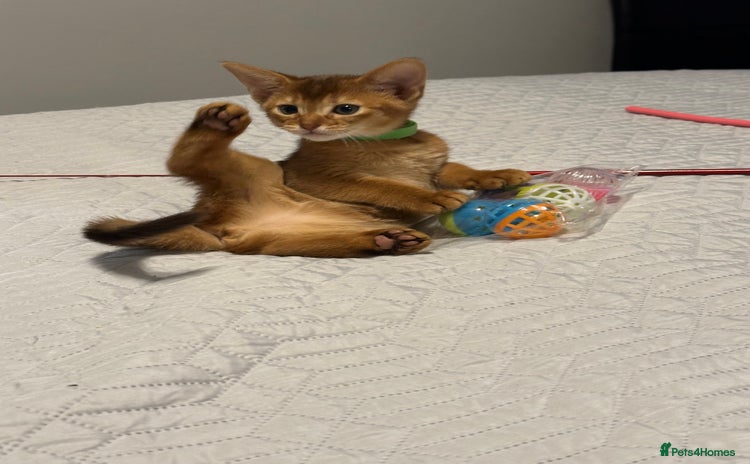 Abyssinian cats Pedigree Abyssinian kittens  - Advert 1